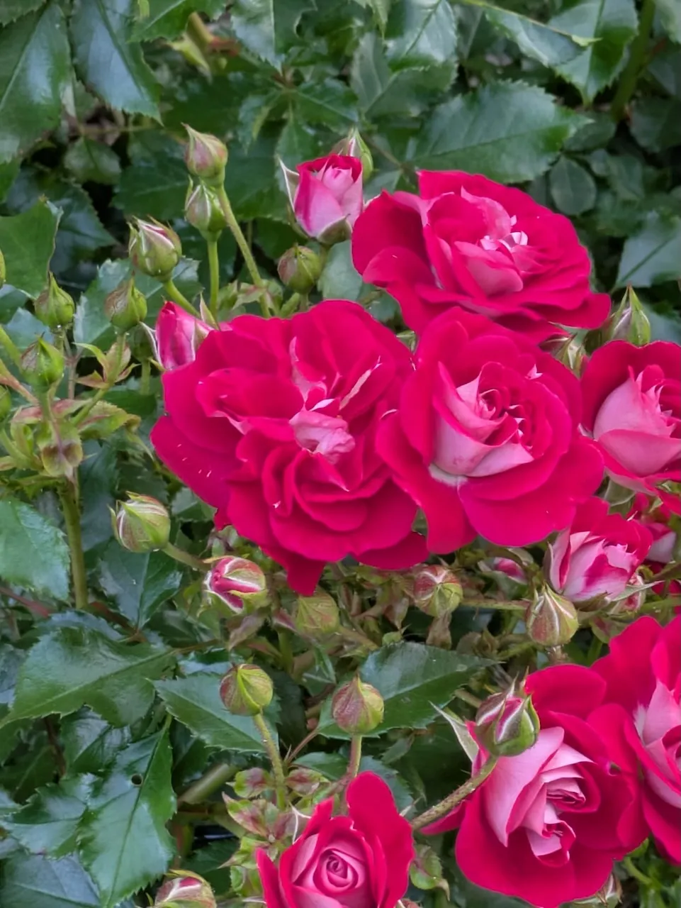 Petra Pfützner - rosa Rosenblüten